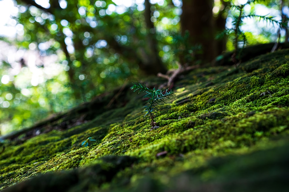 green moss on brown tree trunk