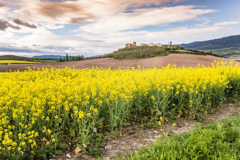 campo de flores amarillas bajo el cielo nublado durante el día