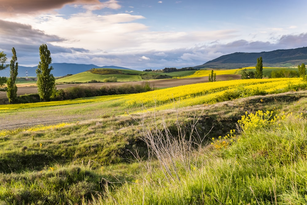 Grünes Grasfeld unter blauem Himmel tagsüber