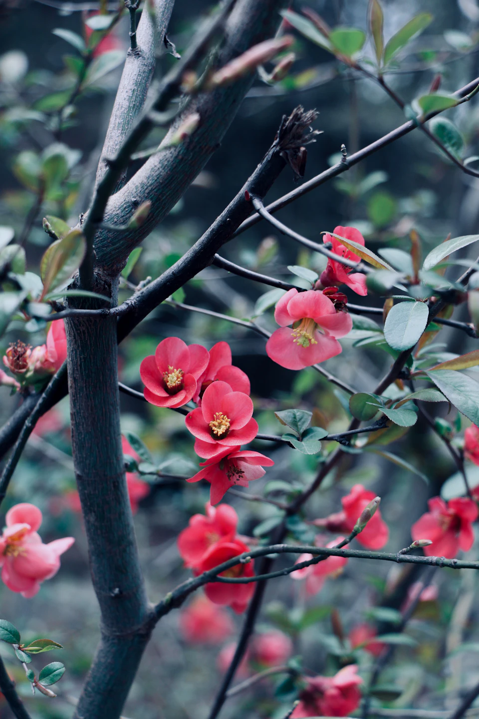 The image depicts a close-up view of a tree branch adorned with vibrant pink flowers, their petals open wide to reveal their inner beauty. The flowers are scattered across the branch, creating a sense of abundance and liveliness. The background is blurred, drawing focus to the intricate details of the flowers and the branch they're attached to.