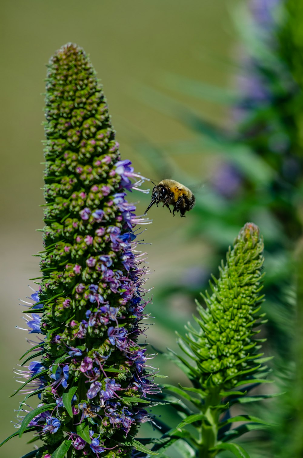 black and yellow bee on green plant