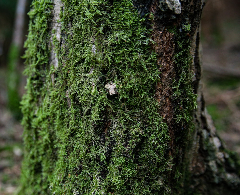 muschio verde su tronco d'albero marrone