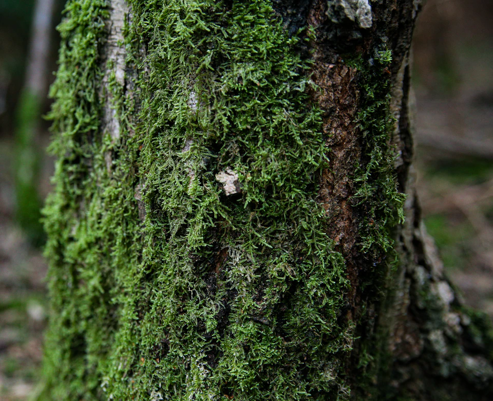 Close-up view of tree trunk covered in vibrant green moss and lichen