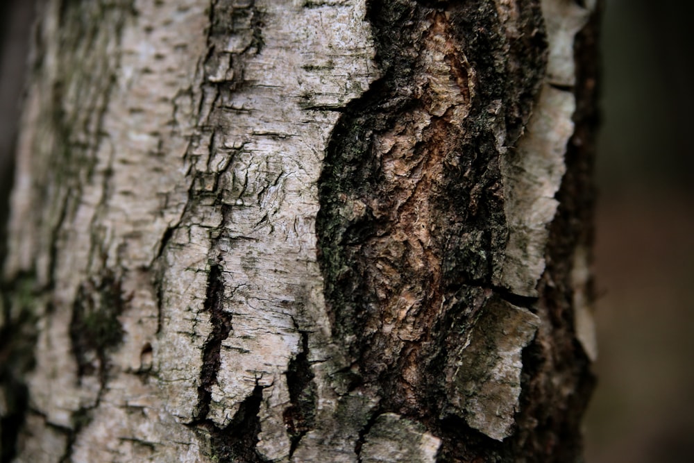 brown and black tree trunk