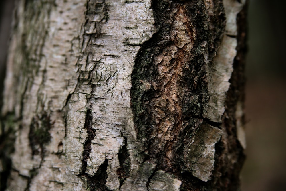 tronc d’arbre brun et noir