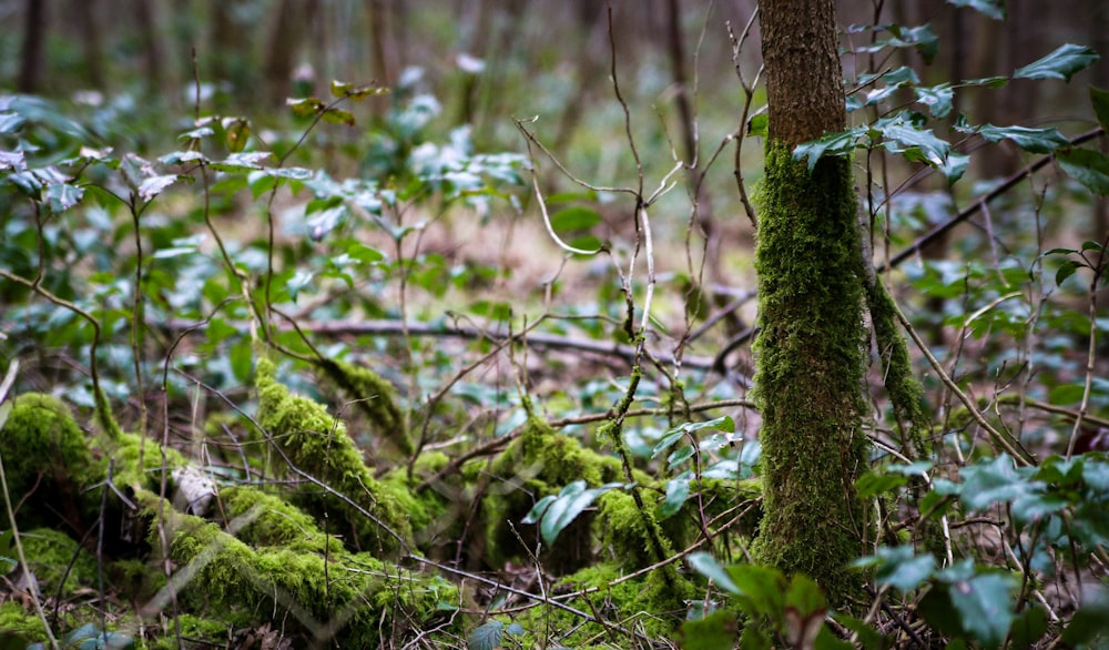 mousse verte sur tronc d’arbre brun