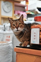A tabby cat sits on the edge of a counter next to a jar labeled with a price tag written in both English and a non-English script. The background features various items, suggesting a cozy, possibly cluttered shop environment. A blurred clock is visible, adding a sense of time to the setting.