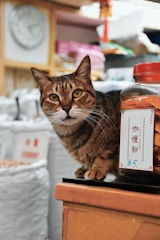 A tabby cat sits on the edge of a counter next to a jar labeled with a price tag written in both English and a non-English script. The background features various items, suggesting a cozy, possibly cluttered shop environment. A blurred clock is visible, adding a sense of time to the setting.
