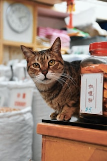 A tabby cat sits on the edge of a counter next to a jar labeled with a price tag written in both English and a non-English script. The background features various items, suggesting a cozy, possibly cluttered shop environment. A blurred clock is visible, adding a sense of time to the setting.