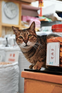 A tabby cat sits on the edge of a counter next to a jar labeled with a price tag written in both English and a non-English script. The background features various items, suggesting a cozy, possibly cluttered shop environment. A blurred clock is visible, adding a sense of time to the setting.