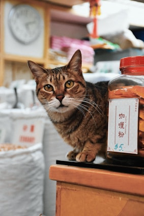 A tabby cat sits on the edge of a counter next to a jar labeled with a price tag written in both English and a non-English script. The background features various items, suggesting a cozy, possibly cluttered shop environment. A blurred clock is visible, adding a sense of time to the setting.