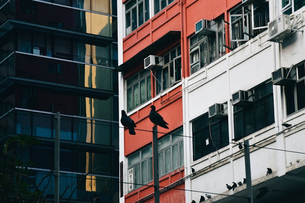 red and black bird on white concrete building during daytime