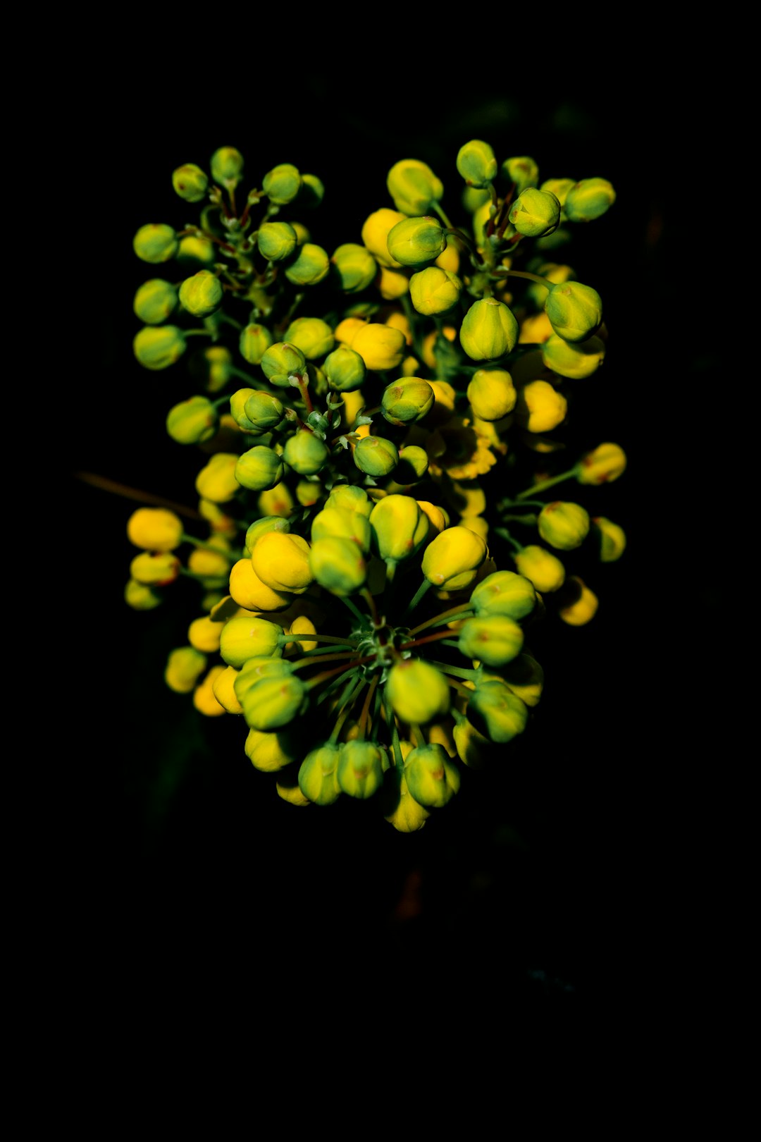 yellow round fruits in close up photography