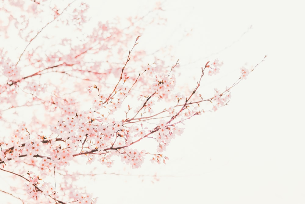 pink cherry blossom tree during daytime