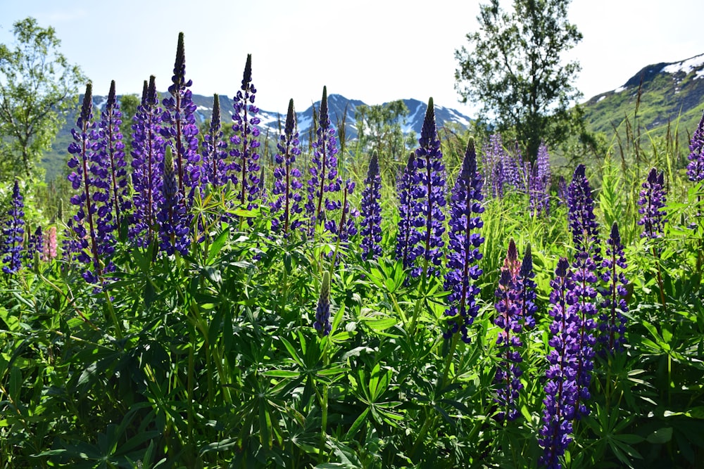 purple flowers on green grass field during daytime