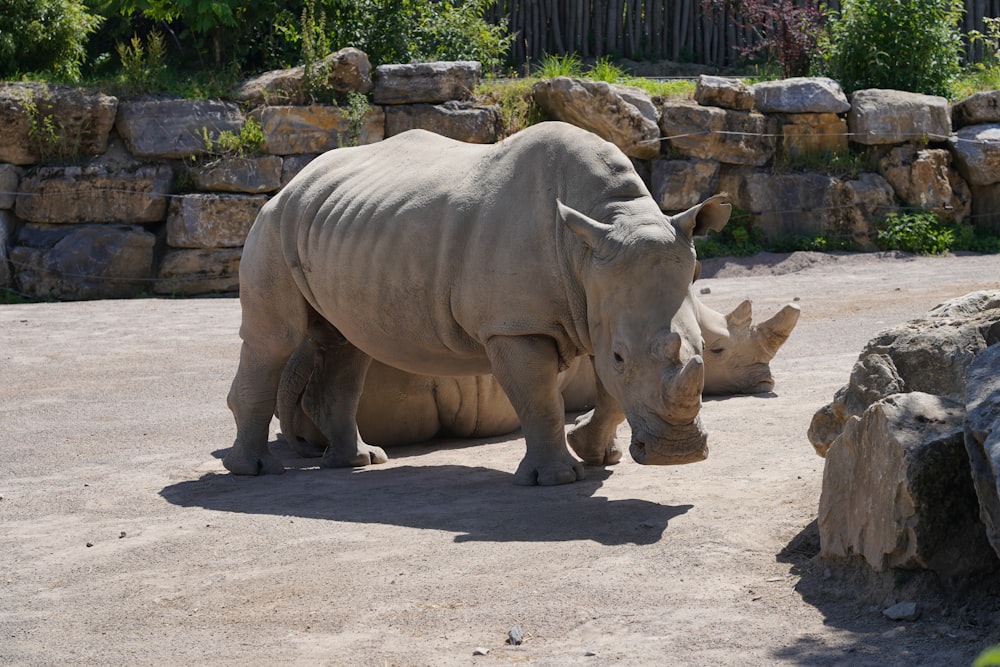2 rhinoceros on brown sand during daytime