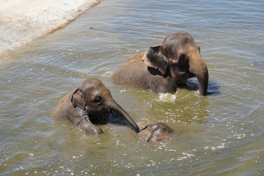 brown elephant on water during daytime