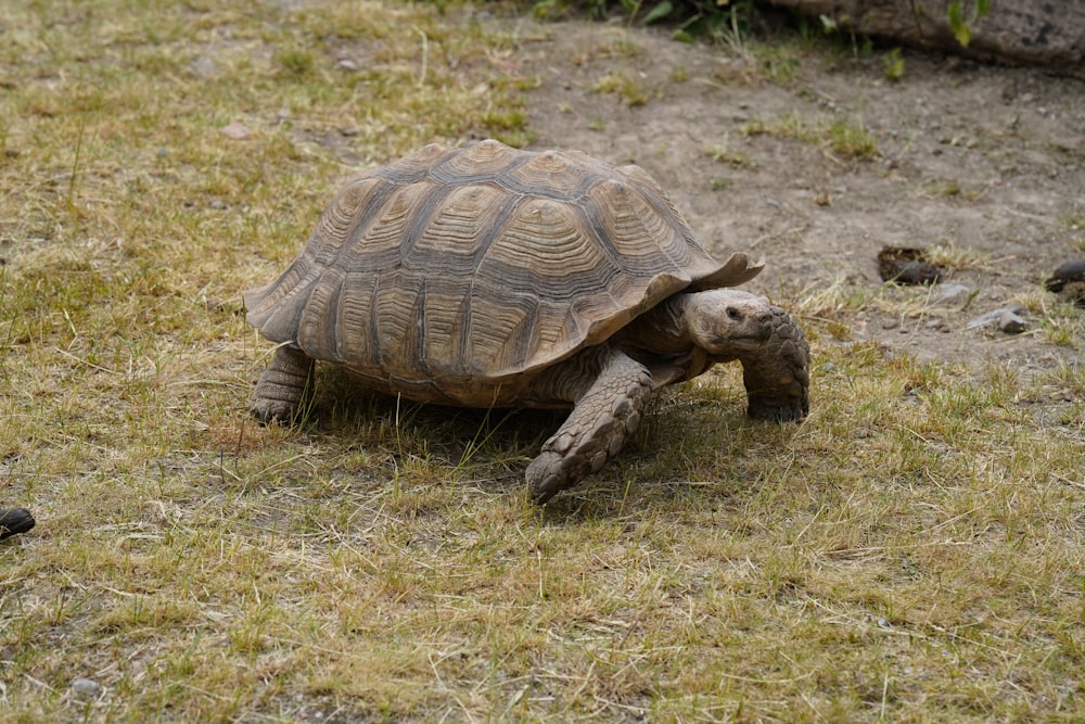 brown turtle on green grass during daytime