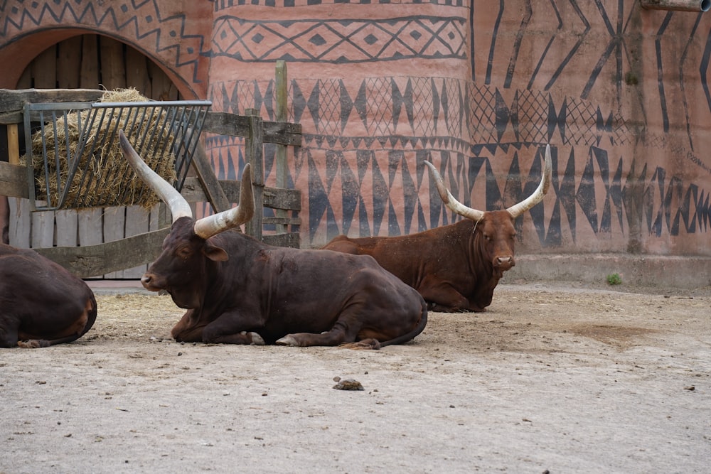 brown cow on white sand during daytime