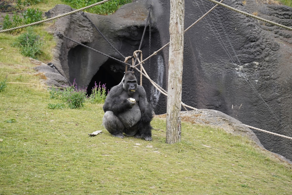 gorilla sitting on green grass field during daytime