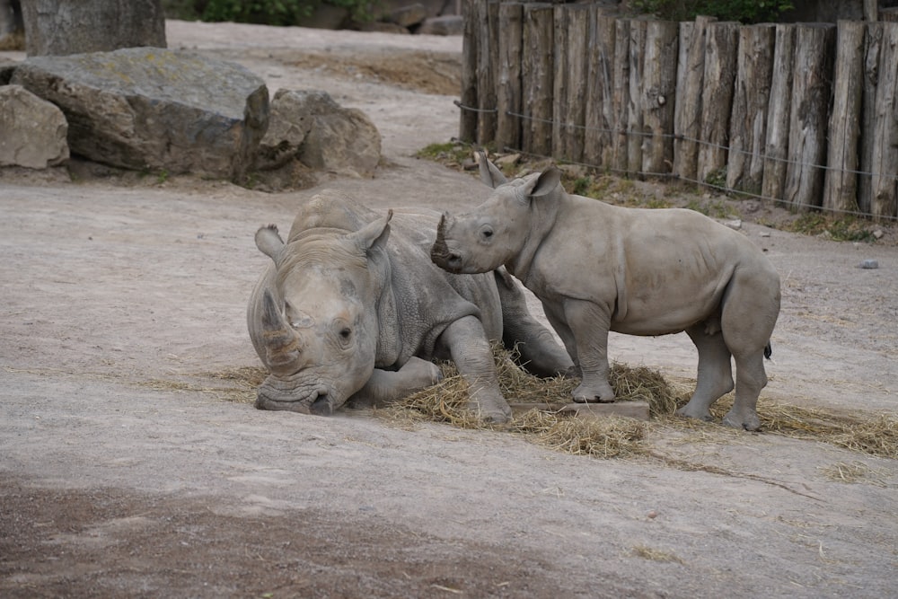 gray rhinoceros on brown soil during daytime