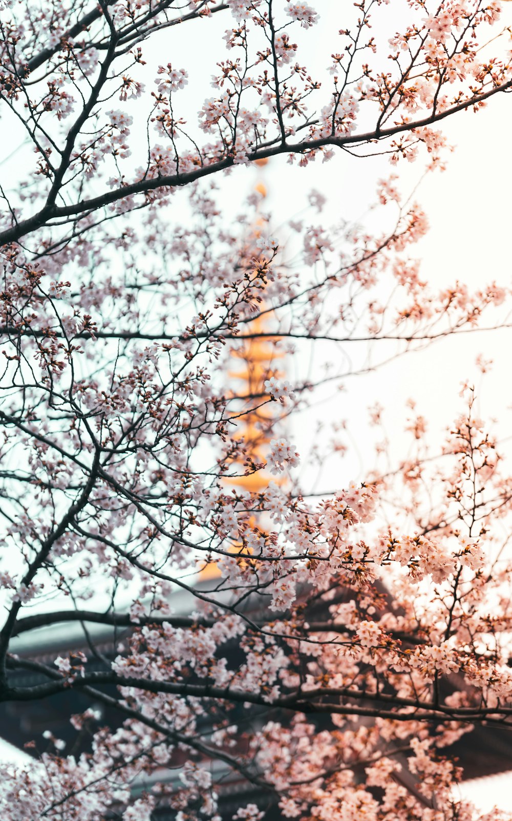 white cherry blossom tree during daytime