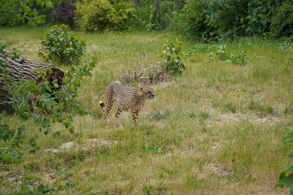 cheetah walking on green grass field during daytime