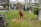 A young orangutan is standing on a grassy patch, holding onto a rope with one hand while eating vegetation with the other. The ground is scattered with carrots, and a small body of water is visible in the background, reflecting the surroundings. The environment appears to be part of a zoo or wildlife sanctuary, with human visitors in the distance.