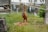 A young orangutan is standing on a grassy patch, holding onto a rope with one hand while eating vegetation with the other. The ground is scattered with carrots, and a small body of water is visible in the background, reflecting the surroundings. The environment appears to be part of a zoo or wildlife sanctuary, with human visitors in the distance.