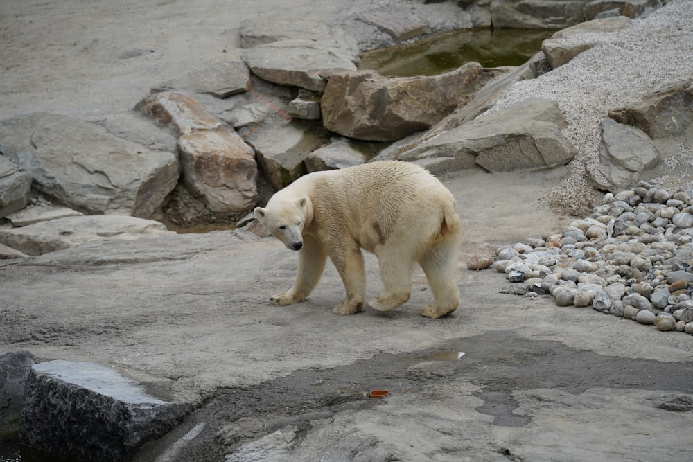 polar bear on gray rock during daytime