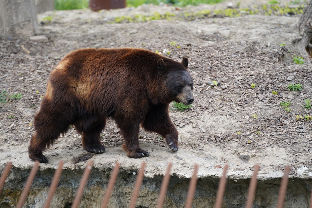 brown bear walking on dirt ground during daytime