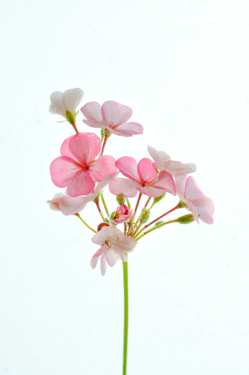 pink and white moth orchids in bloom