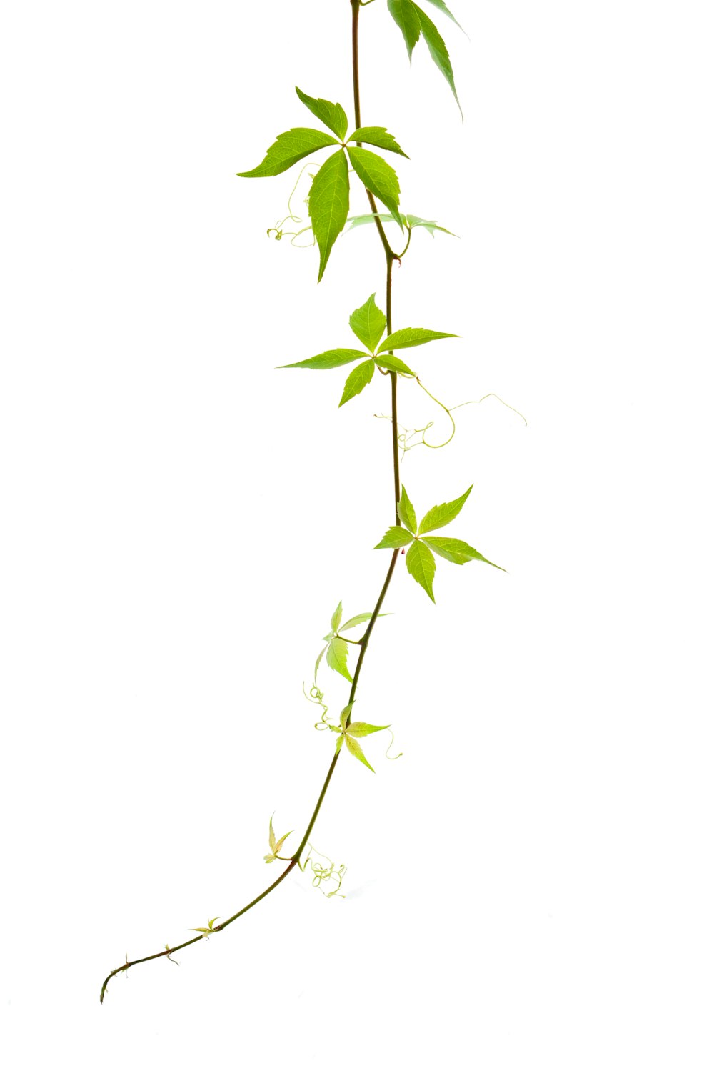 green leaves on white background