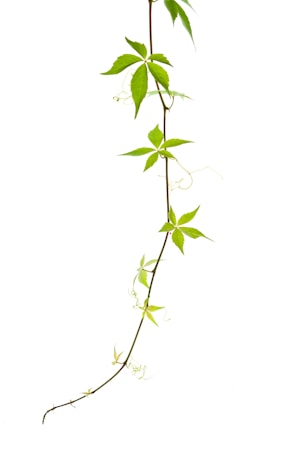 A single green vine with leaves winding vertically against a plain white background. The slender stem supports clusters of five-lobed leaves at intervals, with delicate tendrils curling from the nodes.