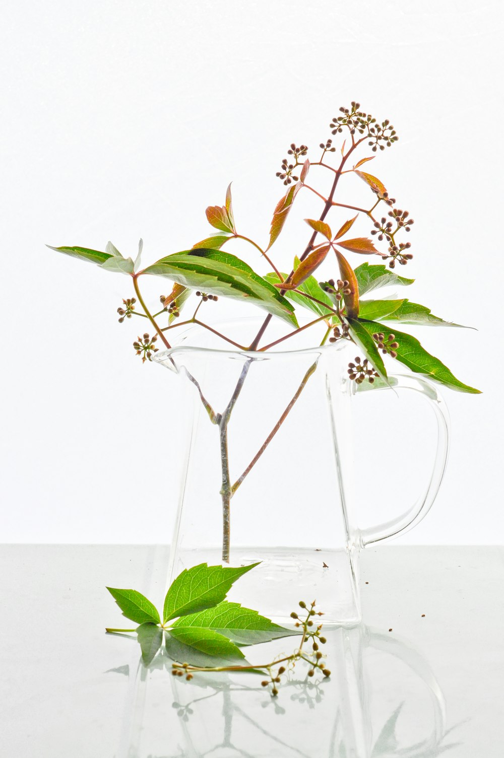 green plant on white ceramic pot