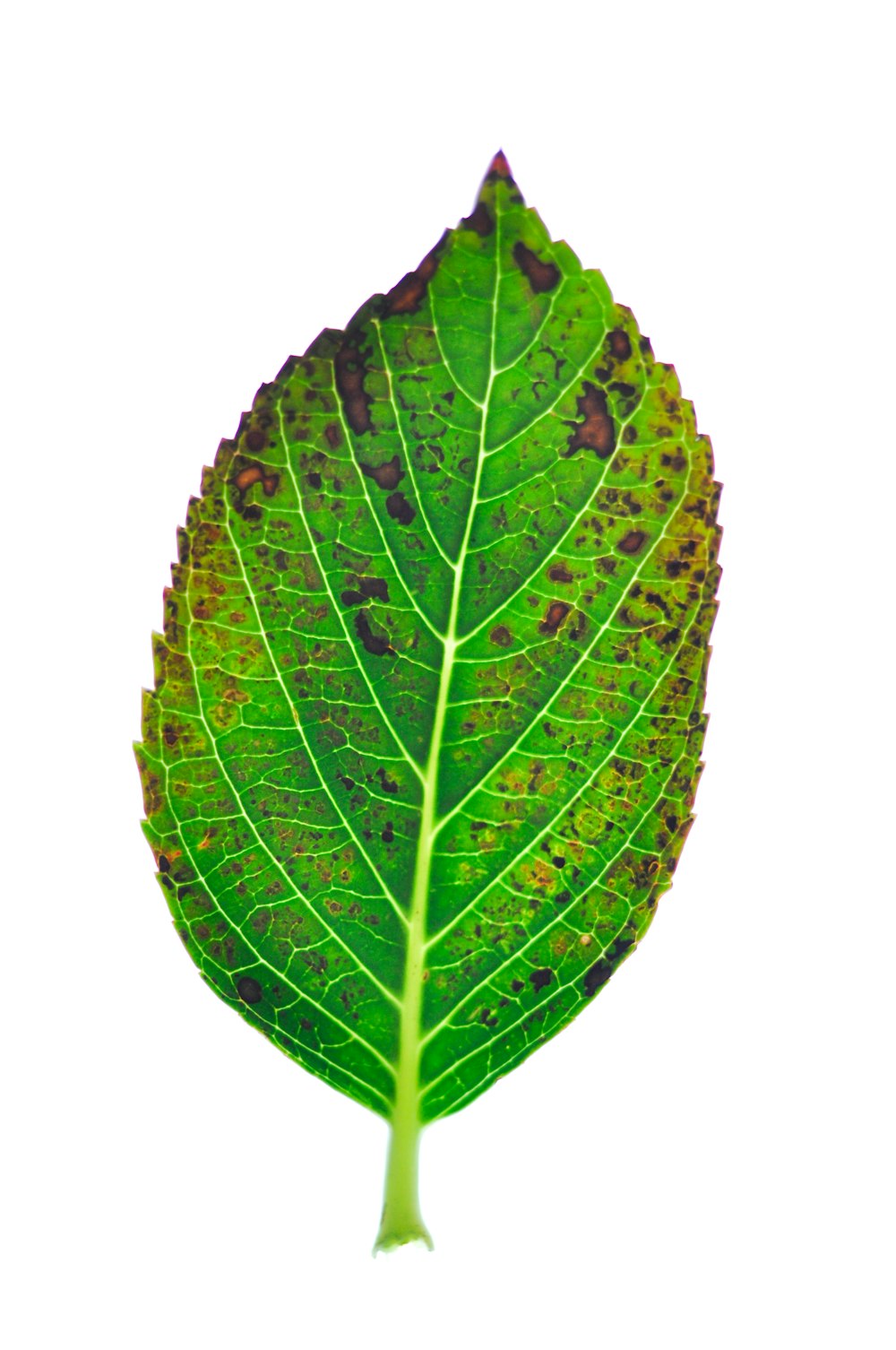 green leaf with white background