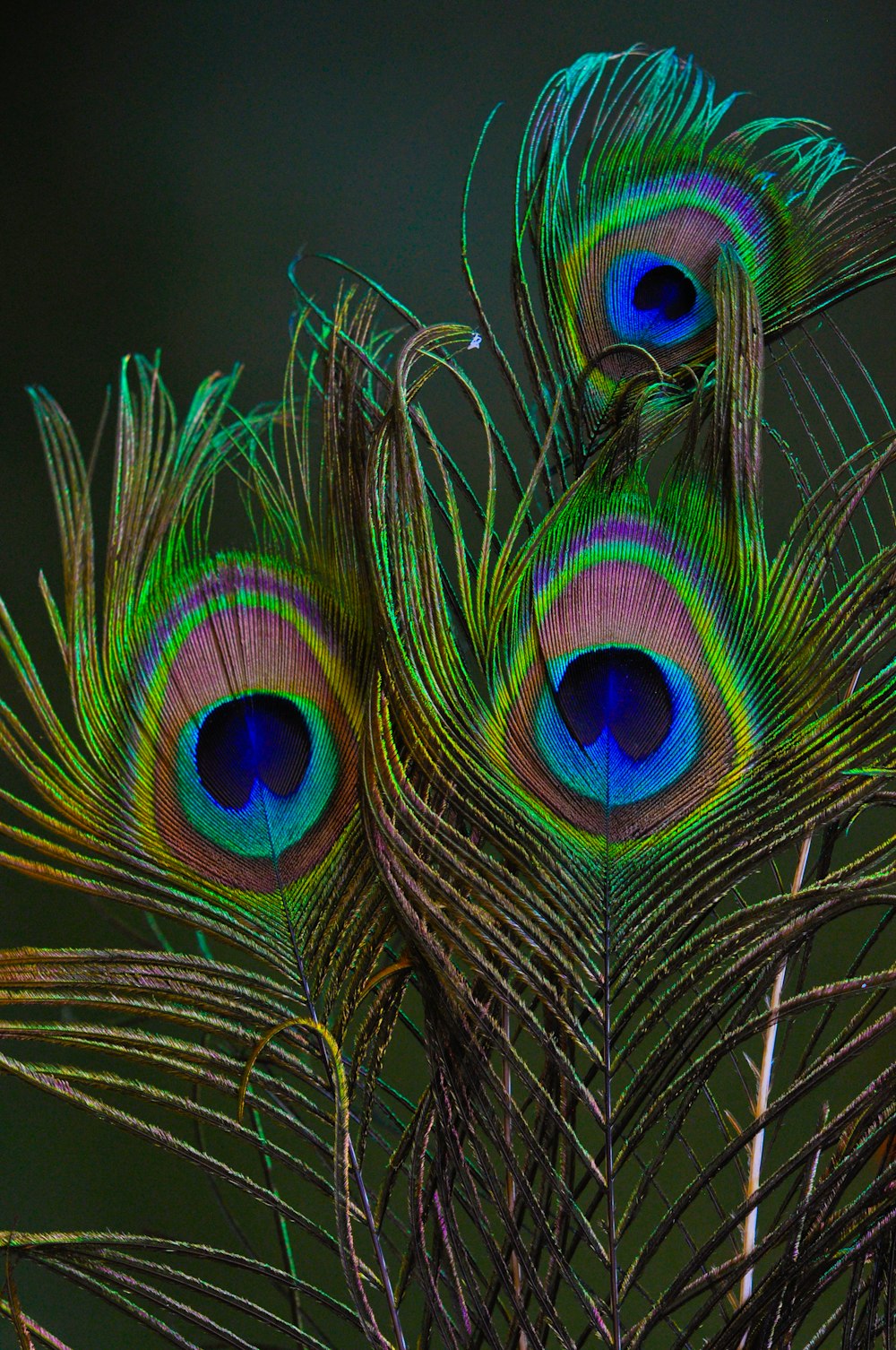 Peacock feather in close up photography photo – Free Peacock Image ...