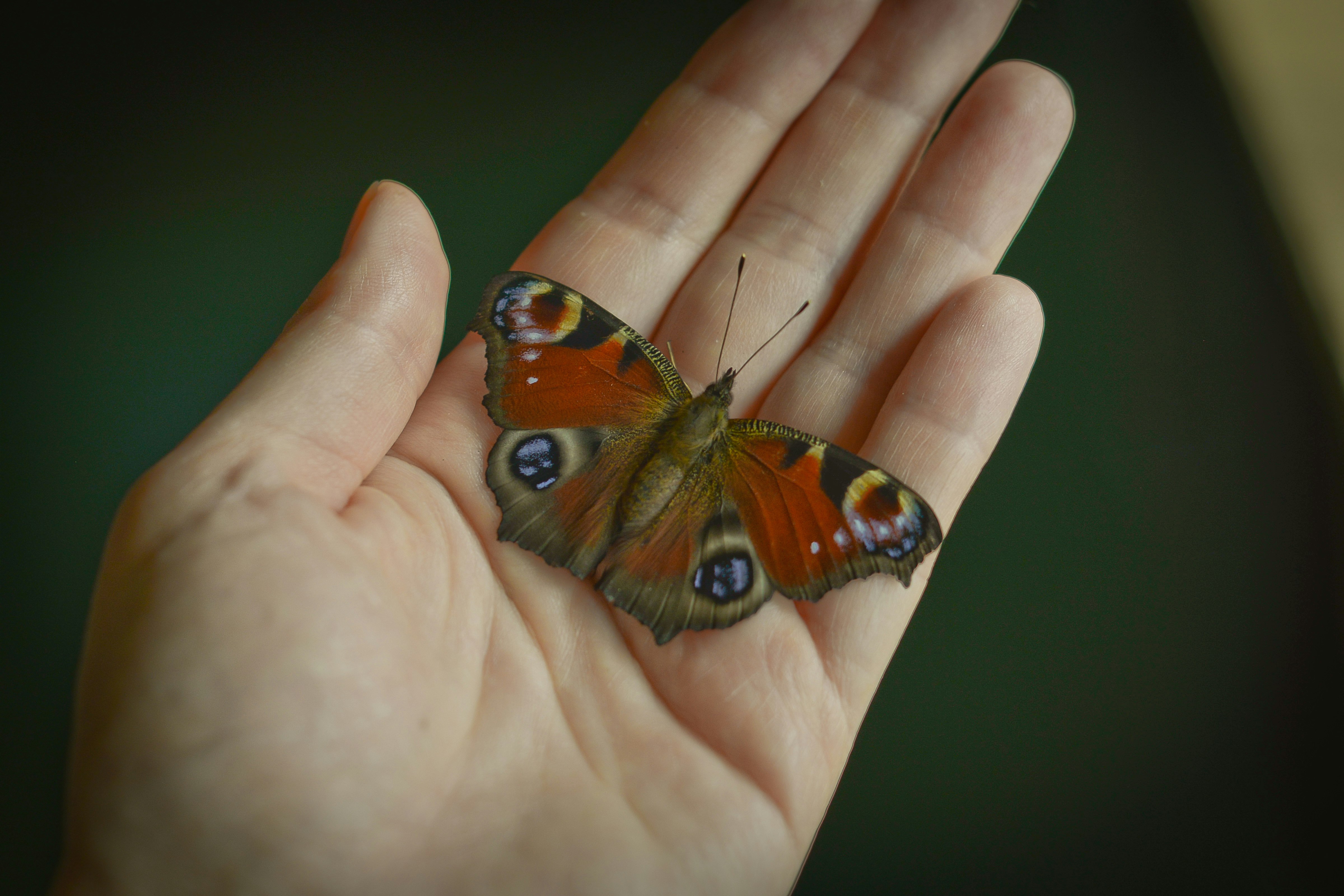 peacock butterfly on persons hand