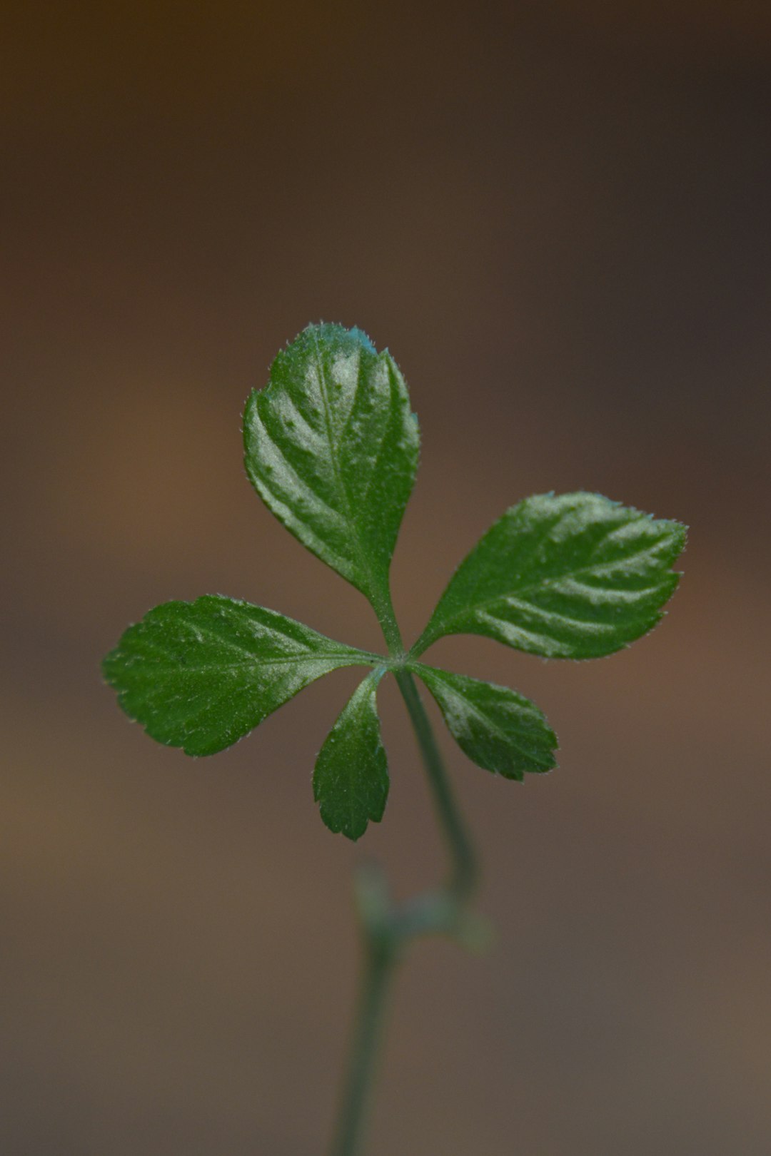 green leaf in close up photography