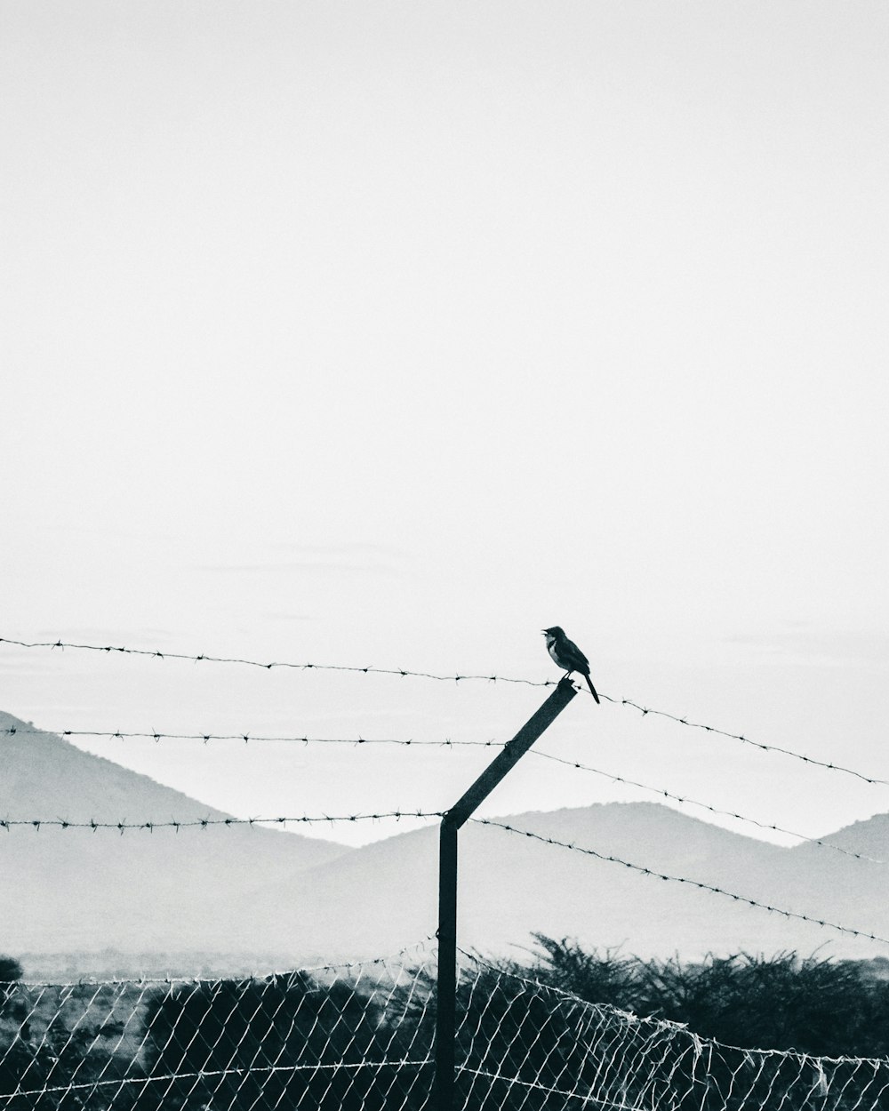 black bird on black metal bar during daytime