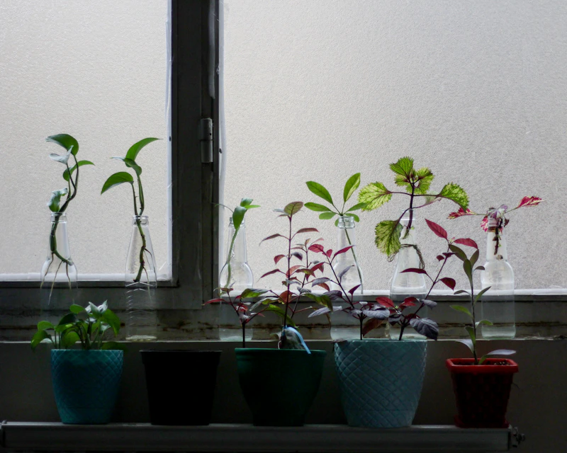 Young plants propagated through tissue culture in a controlled laboratory environment