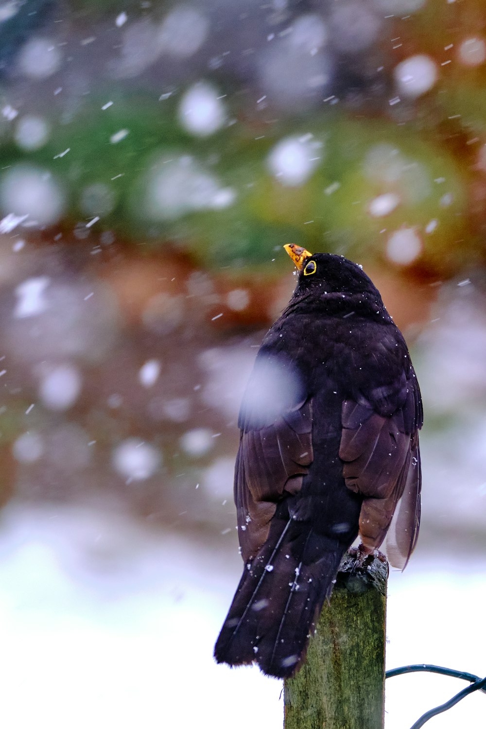 black and white bird on white snow