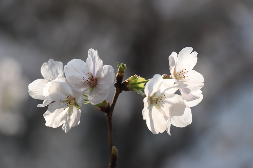 white cherry blossom in close up photography