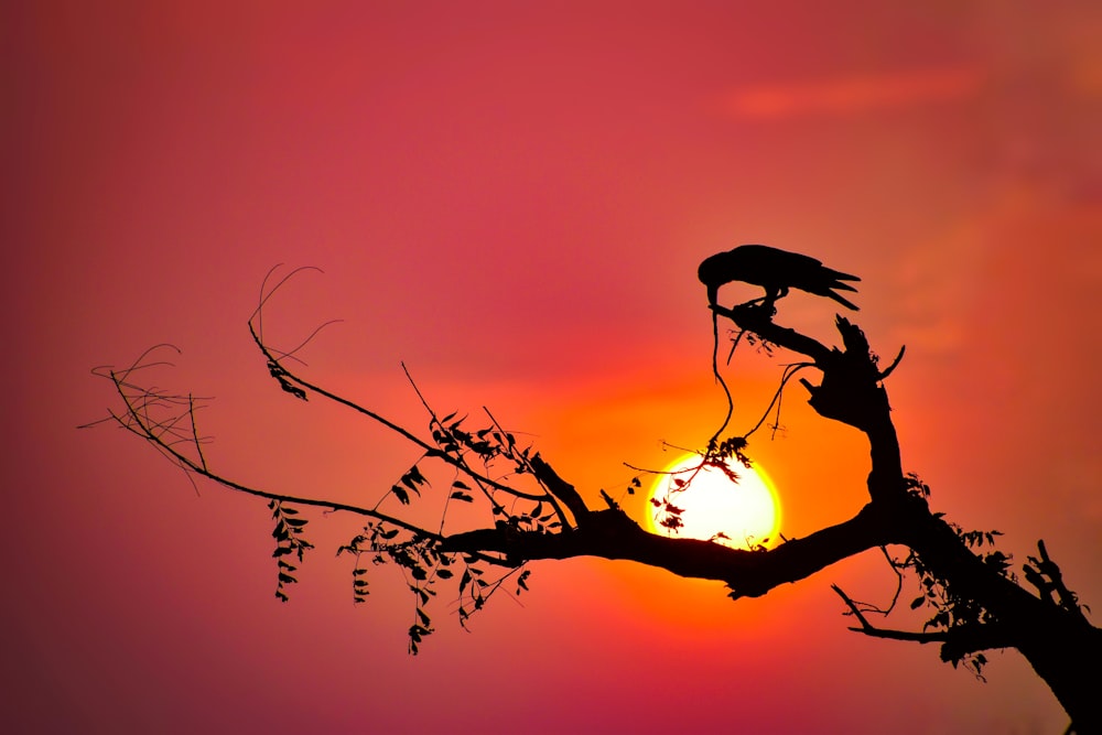 silhouette of bird on tree branch during sunset