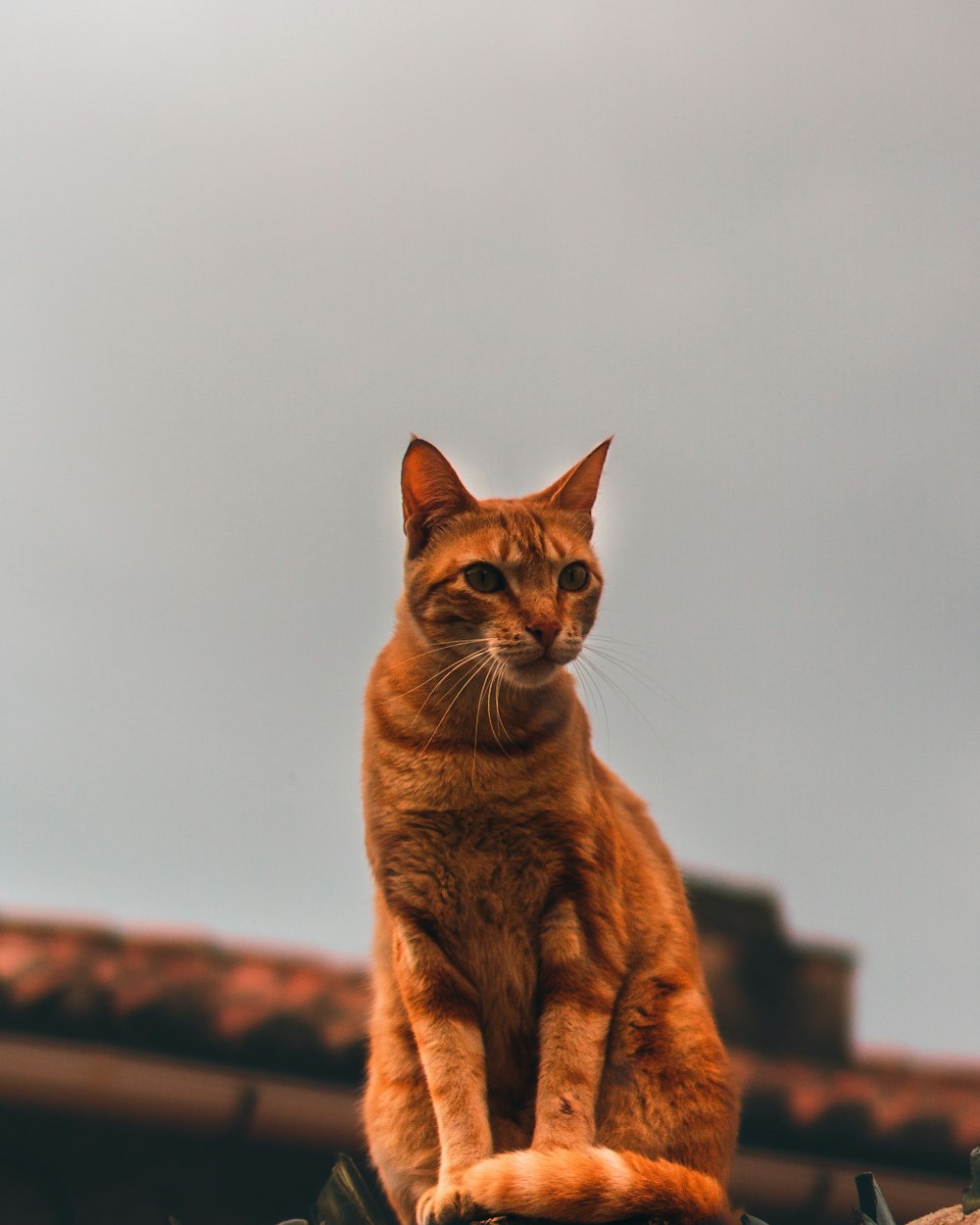 orange tabby cat on brown ground during daytime