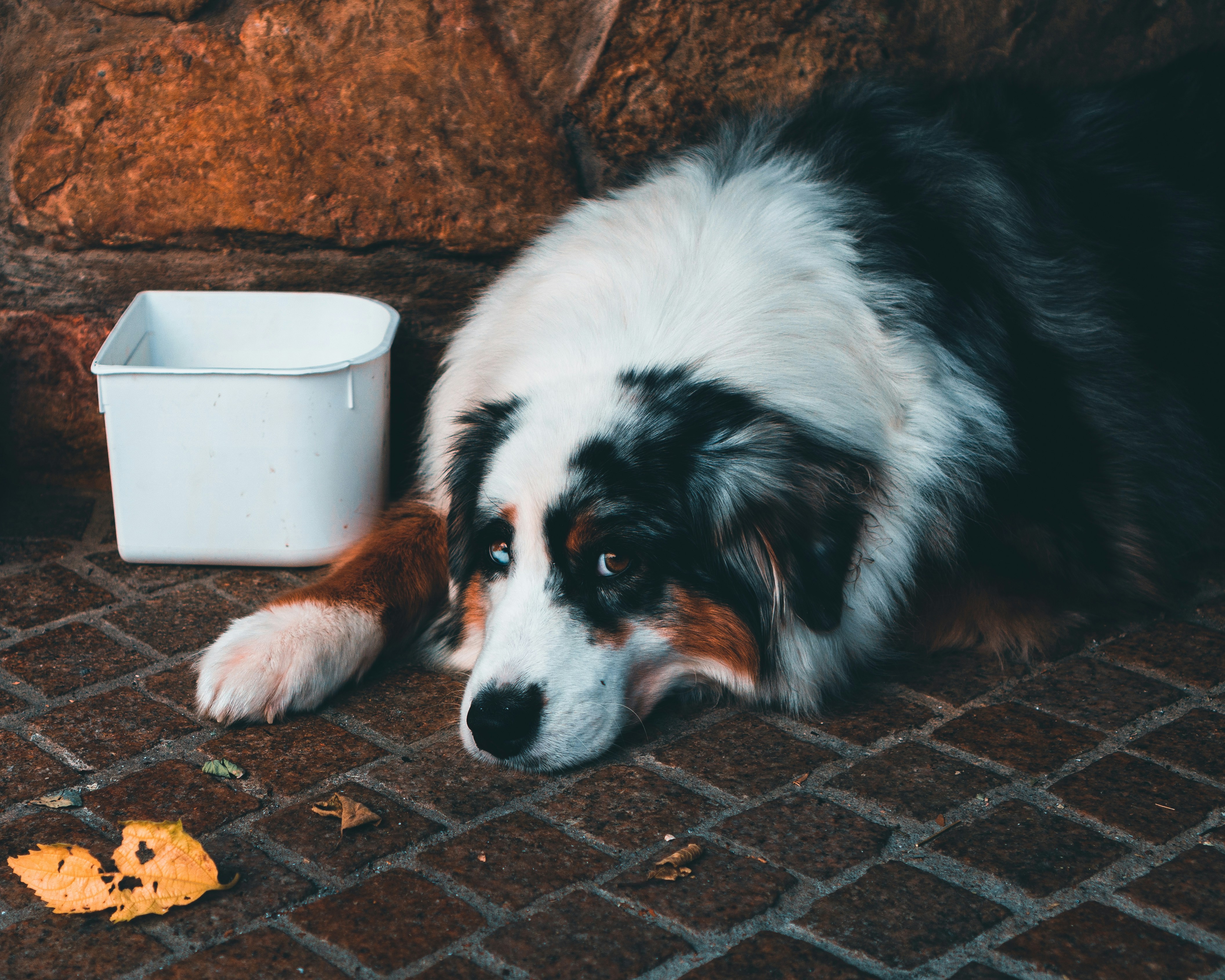 white black and brown long coated dog lying on brown concrete floor