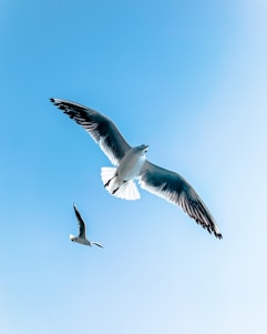 white and black bird flying during daytime