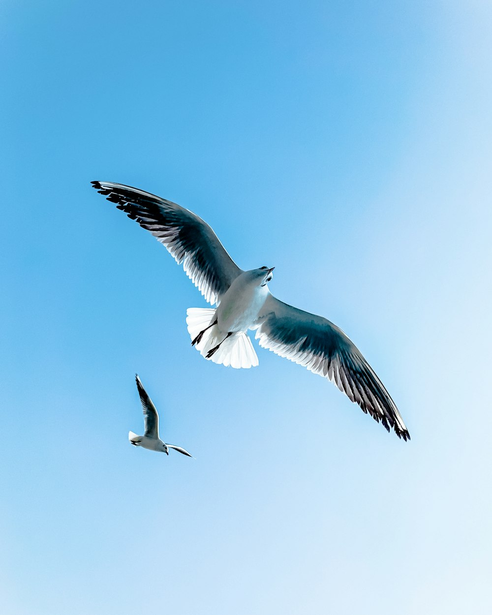 pájaro blanco y negro volando durante el día