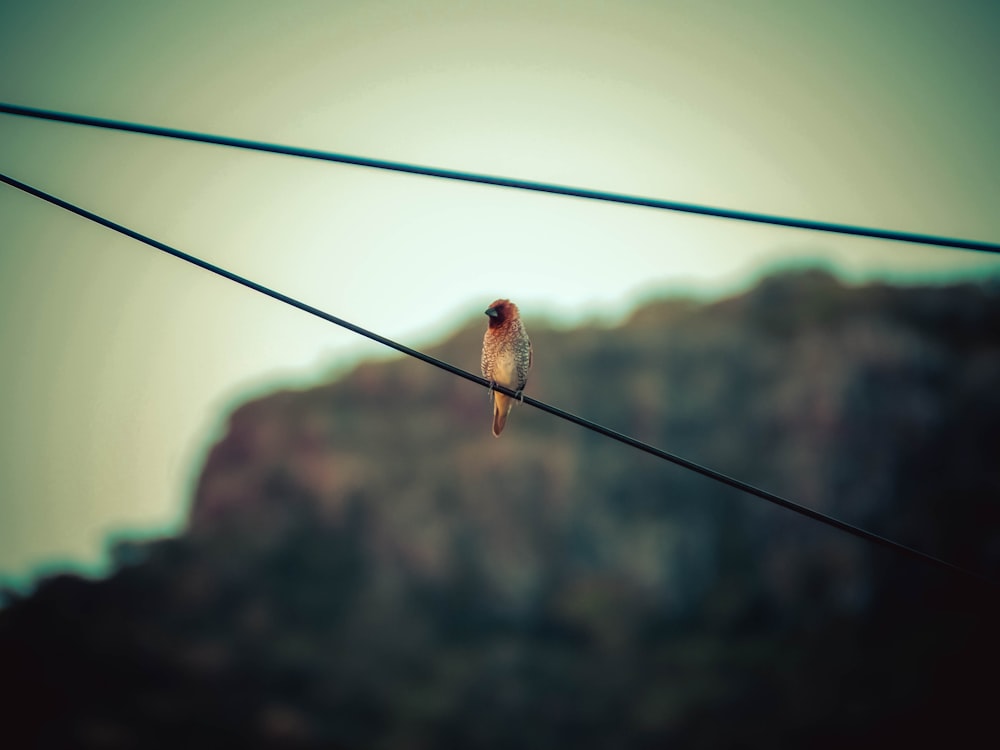 red bird on black wire during daytime