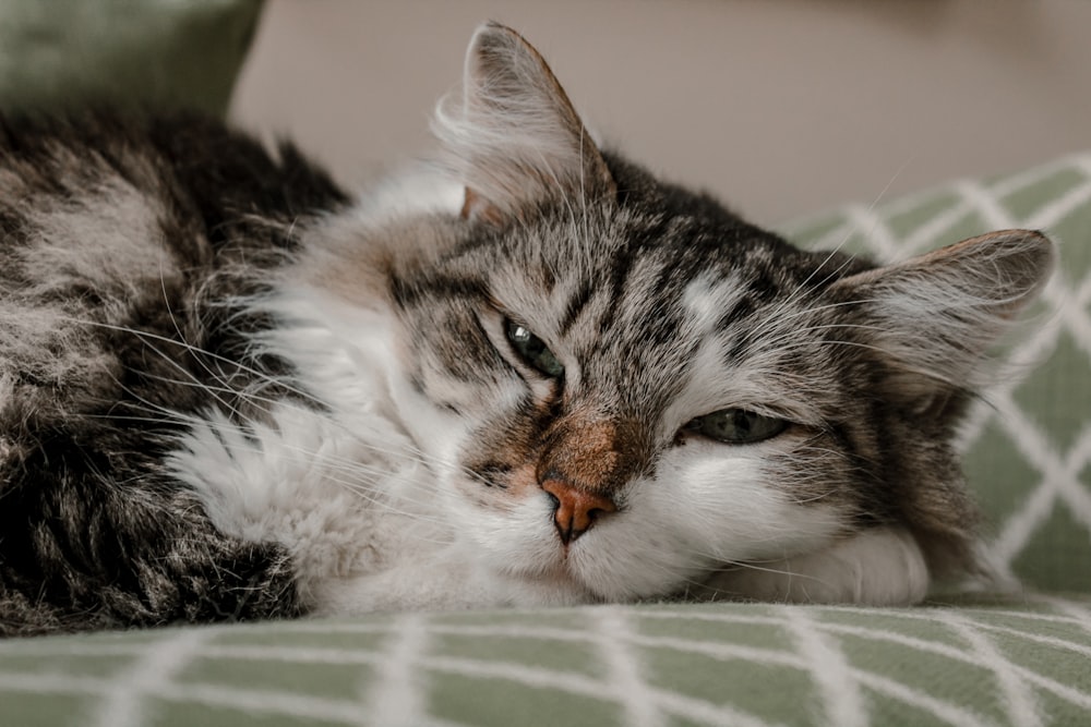 white and black cat lying on white and green textile